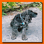 Angus
